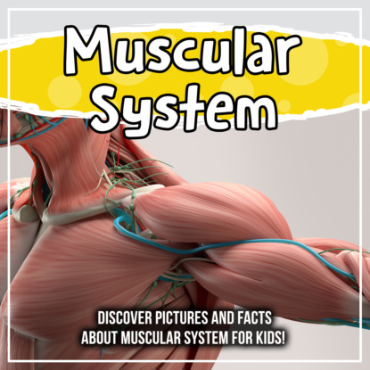 Muscular System: Discover Pictures and Facts About Muscular System For Kids!