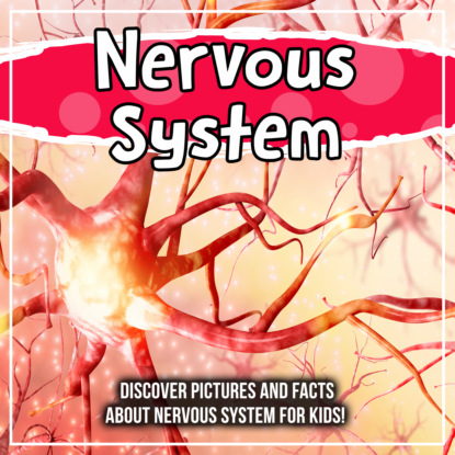 Nervous System: Discover Pictures and Facts About Nervous System For Kids!