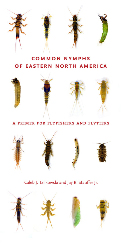 Common Nymphs of Eastern North America