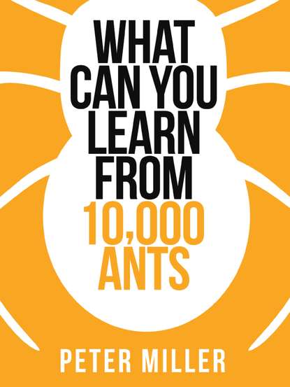 What You Can Learn From 10,000 Ants