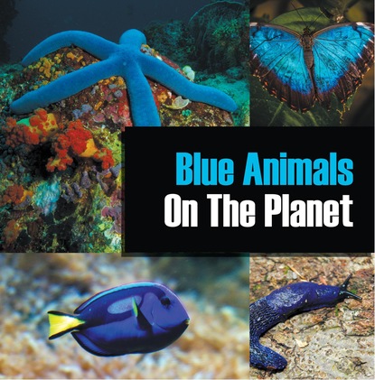 Blue Animals On The Planet