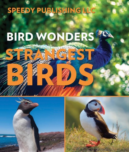 Bird Wonders - Strangest Birds