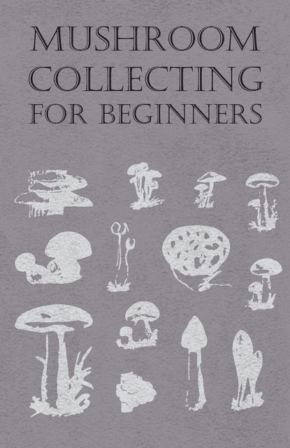 Mushroom Collecting for Beginners
