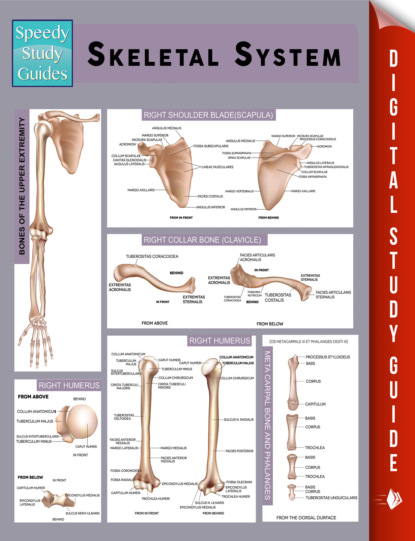 Skeletal System (Speedy Study Guides)