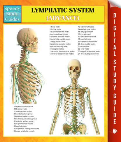 Lymphatic System (Advanced) Speedy Study Guides