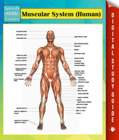 Muscular System (Human) Speedy Study Guides