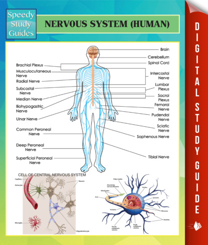 Nervous System (Human) Speedy Study Guides