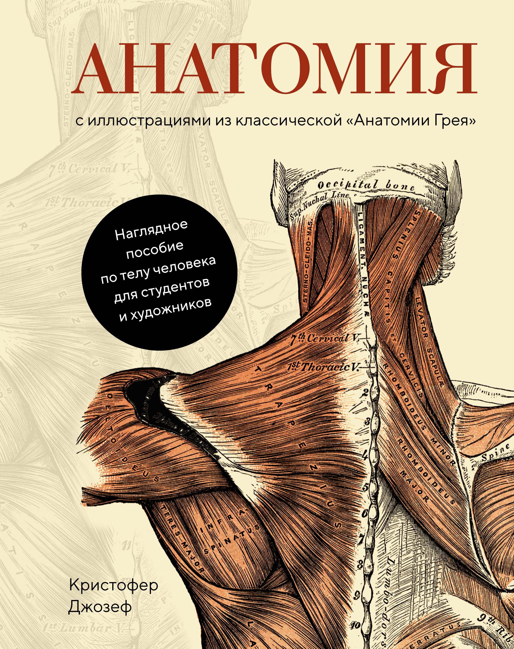 Анатомия  (с иллюстрациями из классической «Анатомии Грея»)